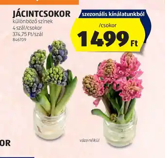 ALDI Jácintcsokor ajánlat