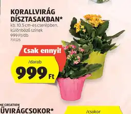 ALDI Korallvirág dísztasakban ajánlat