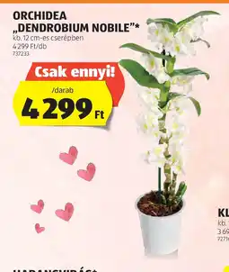 ALDI Orchidea „Dendrobium Nobile” ajánlat