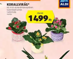 ALDI Korallvirág ajánlat