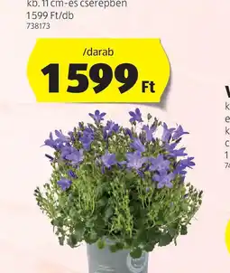 Harangvirág
