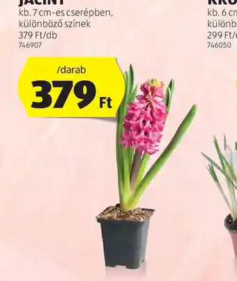 ALDI Jácint ajánlat