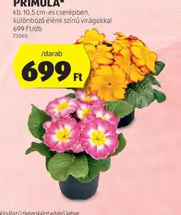 ALDI Primula ajánlat