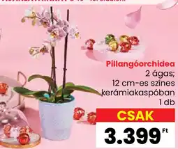 Interspar Pillangóorchidea ajánlat