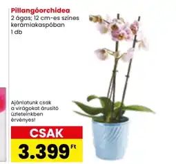 Spar Market Pillangóorchidea ajánlat