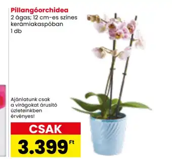 Spar Market Pillangóorchidea ajánlat