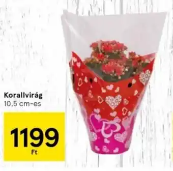 Tesco Korallvirág ajánlat