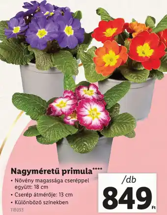 Lidl Nagyméretű primula ajánlat