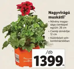 Lidl Nagyvirágú muskátli ajánlat