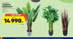 ALDI Home Creation Cserepes Műnövény ajánlat