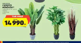 ALDI Home Creation Cserepes Műnövény ajánlat