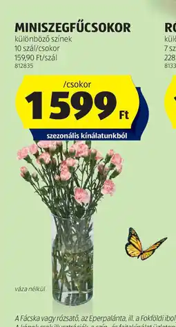 ALDI Miniszövegfücsökor ajánlat