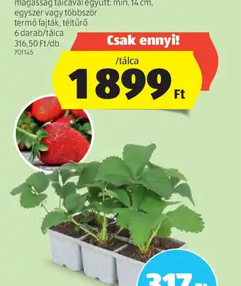 ALDI Eperpalánta 6-os tálcán ajánlat