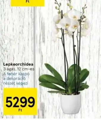 Tesco Lepkeorchidea ajánlat