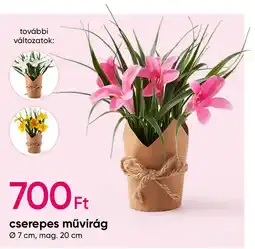 Pepco cserepes művirág ajánlat