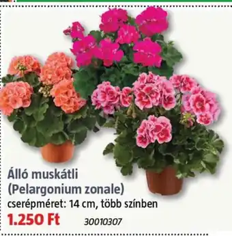 Bauhaus Álló muskátli (pelargonium zonale) ajánlat