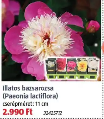 Bauhaus Illatos bazsarózsa (paeonia lactiflora) ajánlat