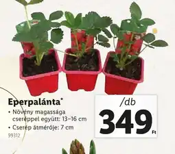 Lidl Eperpalánta ajánlat