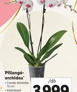 Lidl Pillang-orchidea ajánlat