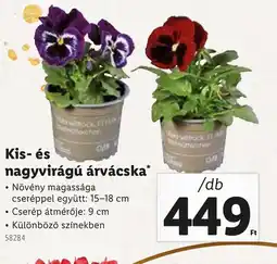 Lidl Kis- és nagyvirágú árvácska ajánlat