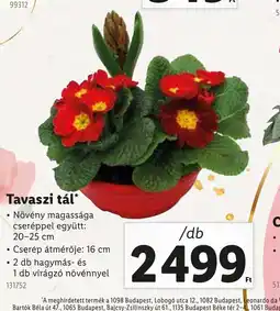 Lidl Tavaszi tál ajánlat