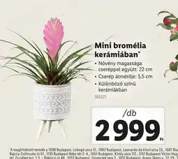Lidl Mini bromélia kerámiában ajánlat