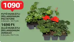 Auchan Futó muskátli (pelargonium peltatum) ajánlat