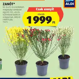 ALDI Zanót ajánlat