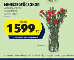 ALDI Miniszegfűcsokor ajánlat