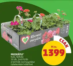 PENNY Muskátli ajánlat