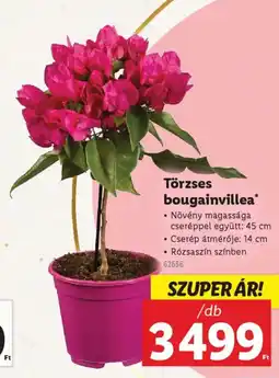 Lidl Törzses bougainvillea ajánlat