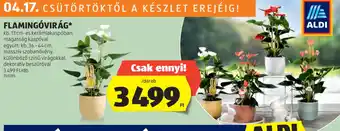 ALDI Flamingóvirág ajánlat