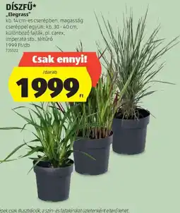 ALDI Díszfű ajánlat