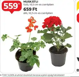 Auchan Muskátli ajánlat