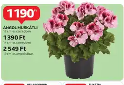 Auchan Angol Muskátli ajánlat