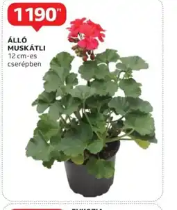 Auchan Álló Muskátli ajánlat