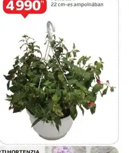 Auchan Fuksja ajánlat