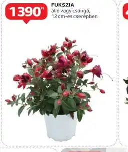 Auchan Fuksja ajánlat