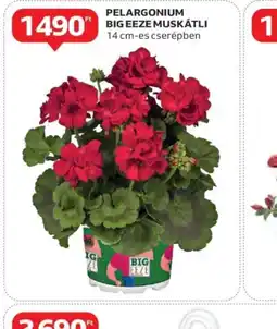 Auchan Pelargonium Big Eeze Muskátli ajánlat