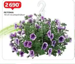 Auchan Petunia ajánlat