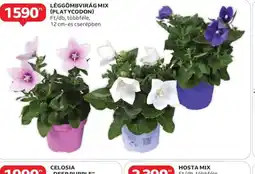 Auchan Léggömbvirág mix (Platycodon) ajánlat