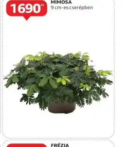 Auchan Mimosa ajánlat