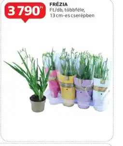 Auchan Frezja ajánlat