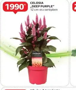 Auchan Celosia "Deep Purple" ajánlat