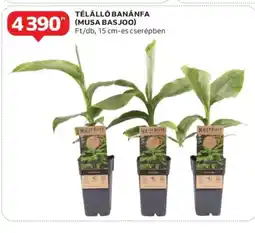 Auchan Télálló banánfa (Musa Basjoo) ajánlat