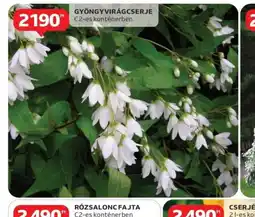 Auchan Gyöngyvirágcserje ajánlat