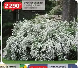 Auchan Gyöngyvessző ajánlat