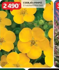 Auchan Cserjés Pimpó ajánlat