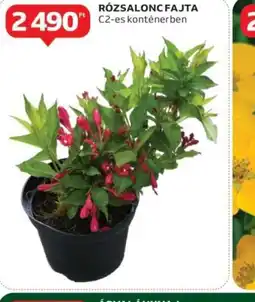 Auchan Rózsalonc fajta ajánlat