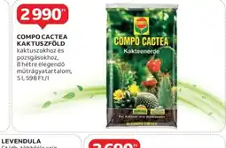 Auchan Compo Cactea Kaktuszföld ajánlat